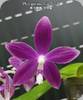 P. speciosa Miki Purple x Lyndon Coral Bear